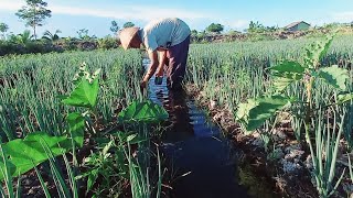 HAMPIR SATU BULAN GAK HUJAN  PAK JUMIRAN NGAIRI TANAM BAWANG