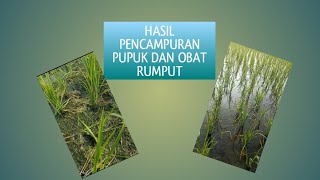 ini setelah 8 hari aplikasi pupuk urea dan benfuron