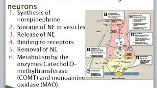 Adrenergic System/ Sympathetic system