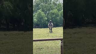 SKINWALKER SPOTTED! #texasranch #ranch #skinwalker