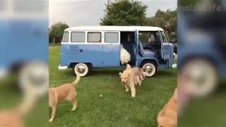 🤣 Funniest 🐶 Dogs And 😻 Cats - ◆ Try Not To Laugh ◆  Animals  Life