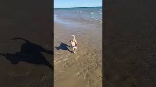 Daughter, dog and beach in Mexico! 🥰