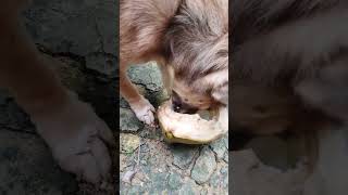 Bantay is an adopted Dog Eats coco fruit A giant nut