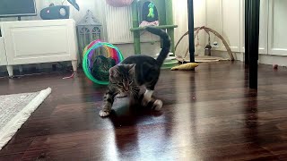 Funny cats, laser show, cat games #funnycats #cat #catlover #cute