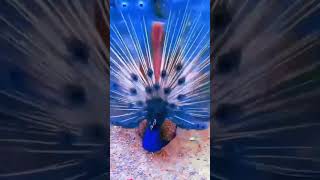 peacock dance #beautiful dance #youtube