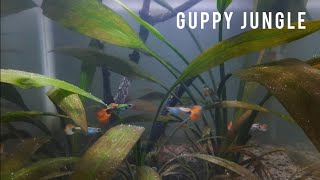 Iconic guppy planted jungle tank [NO FERTS,NO OXYGEN,NO FILTER]