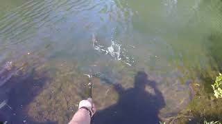 #flyfishing  Manningford #troutfishing UK Still water, Shakespear Agility2 10ft 3wt fly rod