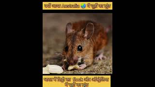 कैसे आए इत्ते सारे चूहे ऑस्ट्रेलिया में? | Flock of locust in india but in Australia mice and rat ..