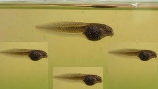 Tree frog tadpoles