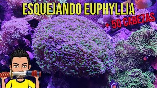 Esquejo Euphyllia Paradivisa con + 50 CABEZAS !!!!