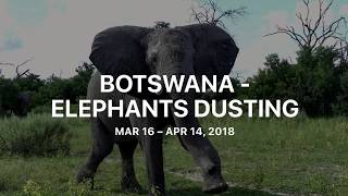 Botswana - Elephants in Mud