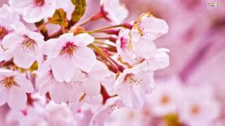 The Most Beautiful Cherry Blossom in the World | True Nature | Beautiful | Flowers |