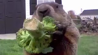 FUNNY GROUNDHOG LIKES 🥦BROCCOLI SPROUTS | 👍ANIMALS