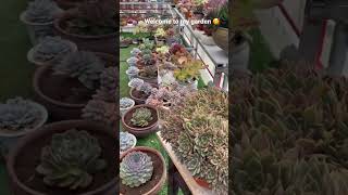 Garden tour 🥰 Welcome to my succulents garden 🤗