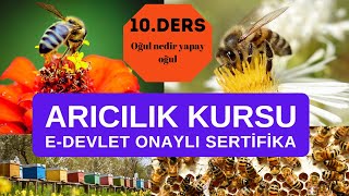 Arıcılık 10. Ders bal hasadı nasıl yapılır? ne zaman yapılır? nelere dikkat etmeliyiz?