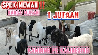 HARGA MULAI 1 JUTA‼️CEMPE DOT - DOTAN JANTAN DAN BETINA//SIAP BANTU KIRIM#kambing