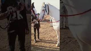 WhatsApp horse status#shorts #horse #viral #subscribe #horseriding #kudvavalaghoda #ghoda