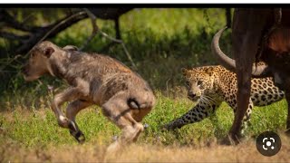 this merciless leopard, attack a...buffalo while she is giving birth!DMG Channl9