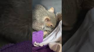 Milty the Rescued Baby Squirrel Learned to Clean Himself