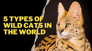 5 TYPES OF WILD CATS IN THE WORLD