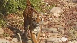 Thirsty Cat at Corbett- February 2020