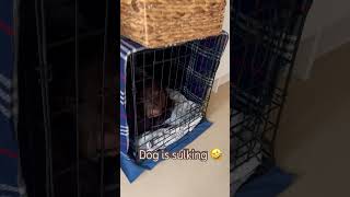 My pup needed a time out, and this was her reaction 🤣 #dog #funny #youtubeshorts #shorts