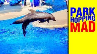 SeaWorld Dolphins "Touch the Sky" for ELECTRIC OCEAN 2019!