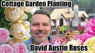 How to Plant a Rose at Home // Bare Root & Potted