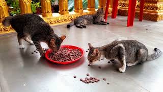 Eating food got from the monk in Pagoda