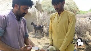 Thar desert cattle power#desert #villagelife #animals #rajistan #viral #desertgreen sourav joshi vlo