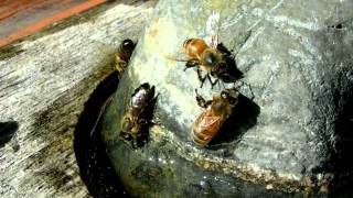 Macro Close-up of Honeybees Drinking Water (and fighting)