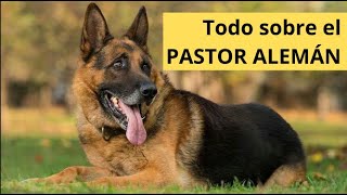 🐕 PASTOR ALEMÁN: Guía Completa de Cuidados, Entrenamiento y Características 🐾 | QuieroAMiPerro ❤️