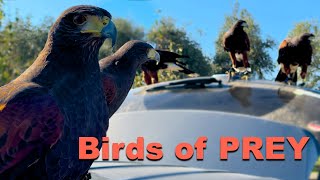 Birds of Prey - Hunting with Hawks | Travel Vlog | DestinatioNow