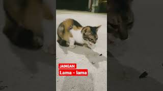 JANGAN LAMA-LAMA #shorts #kucing #kucingimut #kucinglucu #kucingkampung #viral #cats #istanalokajaya