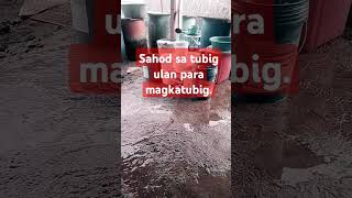 TUBIG ULAN