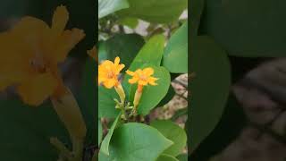 #flor #nature #gardenflowers #gardenplants #floresnaturales #floresbonitas #mar #sea #flowers