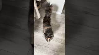 Maine Coon | Mendy e il suo spolverino 🦚