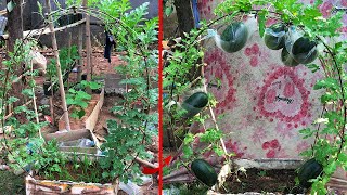 LIVE🔴 🌿 How to Grow watermelon growing from Cuttings – Step-by-Step Guide