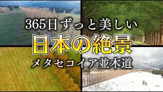 春夏秋冬 365日美しい日本の絶景 in メタセコイア並木道（ドローン空撮）