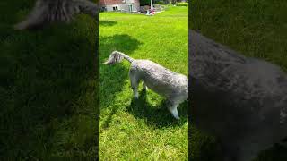 Louie’s obsession with water #cincinnati #goldendoodle #dog #doglover #waterhose