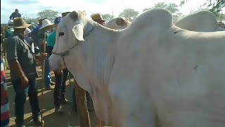 Conheço Essa Grande Feira de Gado de Tabira no Sertão de Pernambuco