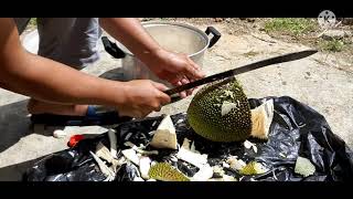 Amazing cutting technique of fresh jack fruit using manchete.