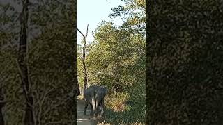 ##### elephant crossing in Kaziranga national park........