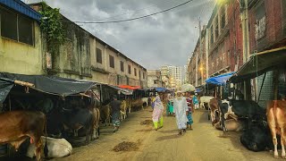 মাঝারি সাইজের সুন্দর সুন্দর গরু হাজারিবাঘ হাটে/Hazaribagh Gorur Haat 6.7.2022