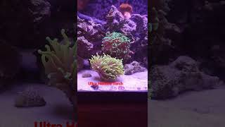 Ultra Hellfire Torch Coral Nano Reef Aquarium