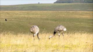 Greater Rhea (Rhea americana). Uruguay May 2014