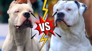 Dogo Argentino VS Bulldog Americano | Qual tem o maior poder destrutivo?