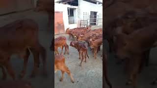 Beauty of Sahiwal calves | Red gold of Pakistan