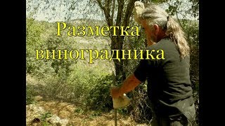 Микроферма в Израиле. Разметка виноградника