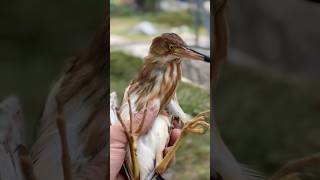 #birds #cockatiel #bittern #birdlovers #owl #wildlife #bitter